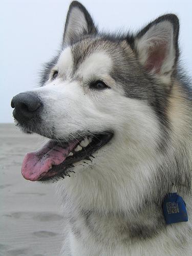 https://images.dog.ceo/breeds/malamute/n02110063_12294.jpg