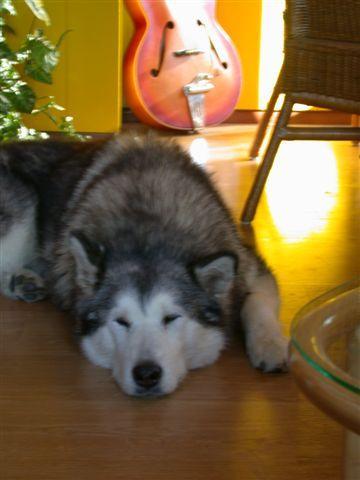 https://images.dog.ceo/breeds/malamute/n02110063_12326.jpg