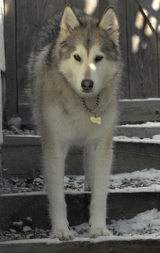 https://images.dog.ceo/breeds/malamute/n02110063_12334.jpg