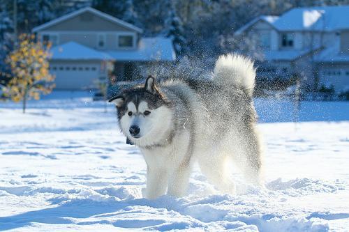 https://images.dog.ceo/breeds/malamute/n02110063_12634.jpg