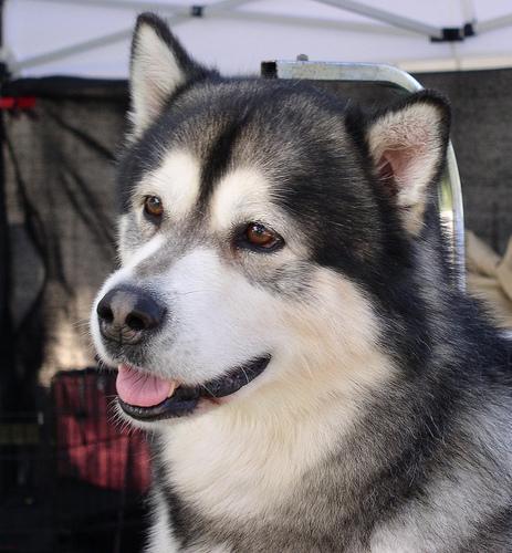 https://images.dog.ceo/breeds/malamute/n02110063_12694.jpg