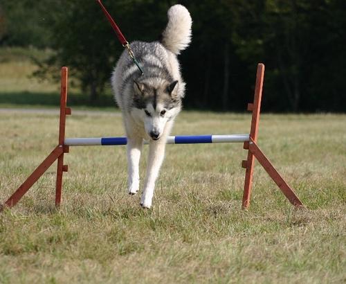 https://images.dog.ceo/breeds/malamute/n02110063_13126.jpg