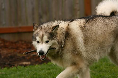 https://images.dog.ceo/breeds/malamute/n02110063_13228.jpg