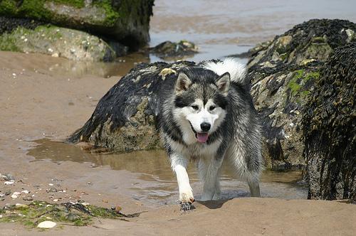 https://images.dog.ceo/breeds/malamute/n02110063_13413.jpg