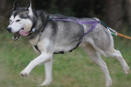 https://images.dog.ceo/breeds/malamute/n02110063_13541.jpg