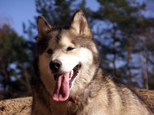 https://images.dog.ceo/breeds/malamute/n02110063_13625.jpg