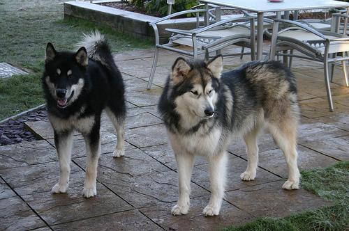 https://images.dog.ceo/breeds/malamute/n02110063_13798.jpg