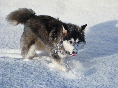 https://images.dog.ceo/breeds/malamute/n02110063_14141.jpg