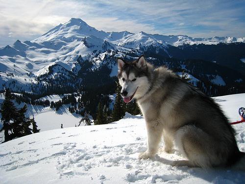 https://images.dog.ceo/breeds/malamute/n02110063_14230.jpg