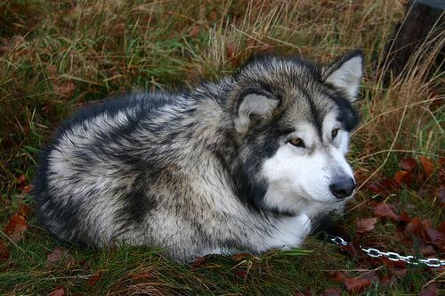 https://images.dog.ceo/breeds/malamute/n02110063_14425.jpg