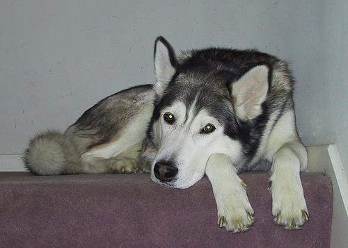 https://images.dog.ceo/breeds/malamute/n02110063_14591.jpg