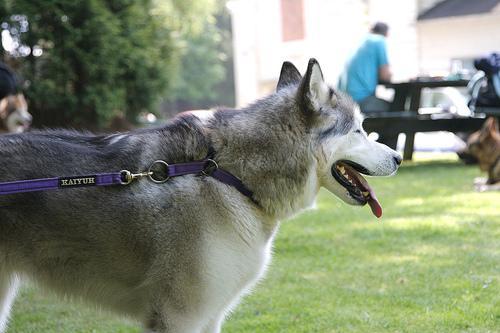 https://images.dog.ceo/breeds/malamute/n02110063_15160.jpg