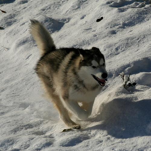 https://images.dog.ceo/breeds/malamute/n02110063_15416.jpg