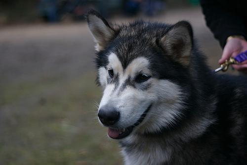 https://images.dog.ceo/breeds/malamute/n02110063_1581.jpg