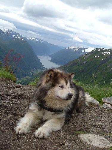 https://images.dog.ceo/breeds/malamute/n02110063_15949.jpg