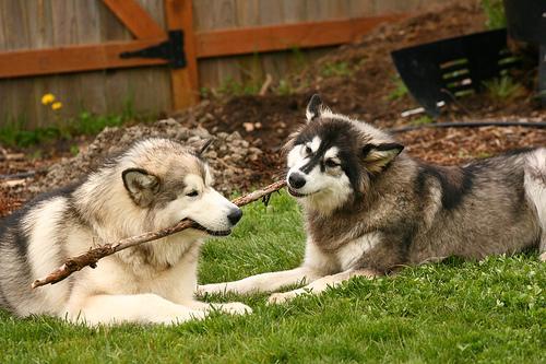 https://images.dog.ceo/breeds/malamute/n02110063_16029.jpg