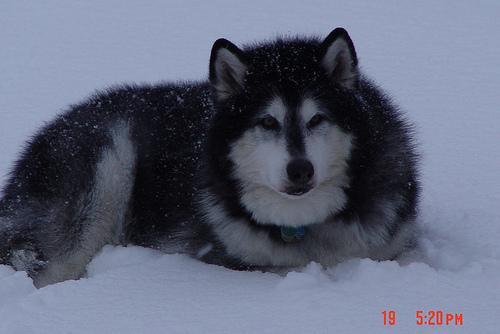 https://images.dog.ceo/breeds/malamute/n02110063_16539.jpg