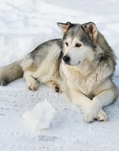 https://images.dog.ceo/breeds/malamute/n02110063_16713.jpg