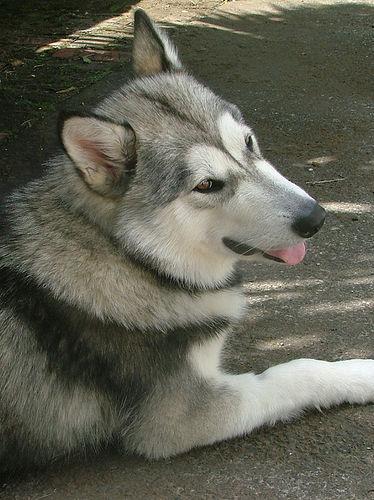 https://images.dog.ceo/breeds/malamute/n02110063_17073.jpg