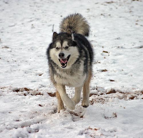 https://images.dog.ceo/breeds/malamute/n02110063_17138.jpg