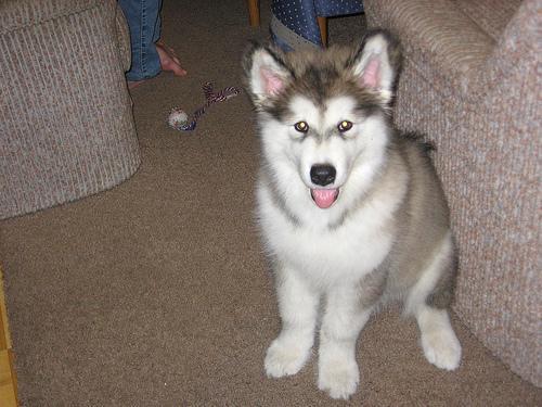 https://images.dog.ceo/breeds/malamute/n02110063_17190.jpg