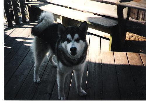 https://images.dog.ceo/breeds/malamute/n02110063_17446.jpg