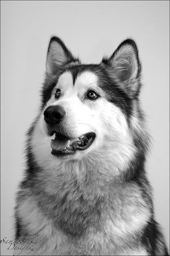 https://images.dog.ceo/breeds/malamute/n02110063_17572.jpg