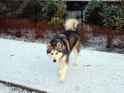 https://images.dog.ceo/breeds/malamute/n02110063_17766.jpg