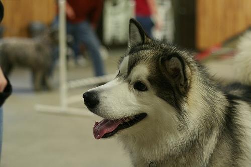 https://images.dog.ceo/breeds/malamute/n02110063_17903.jpg