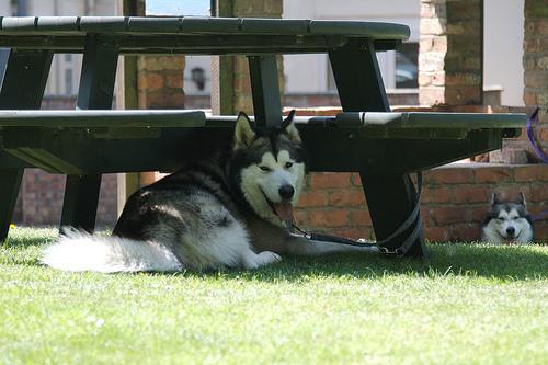 https://images.dog.ceo/breeds/malamute/n02110063_17917.jpg