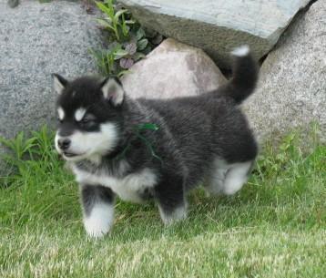 https://images.dog.ceo/breeds/malamute/n02110063_17962.jpg