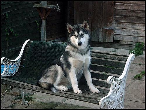 https://images.dog.ceo/breeds/malamute/n02110063_17995.jpg