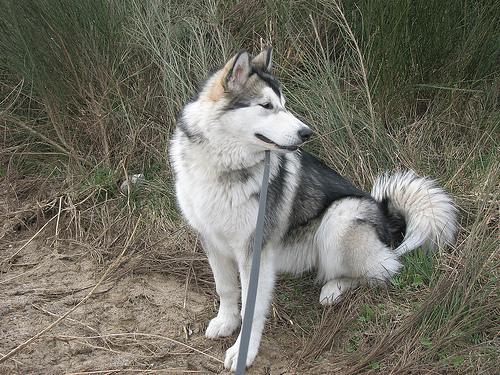 https://images.dog.ceo/breeds/malamute/n02110063_18782.jpg