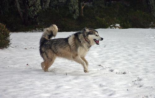 https://images.dog.ceo/breeds/malamute/n02110063_1880.jpg