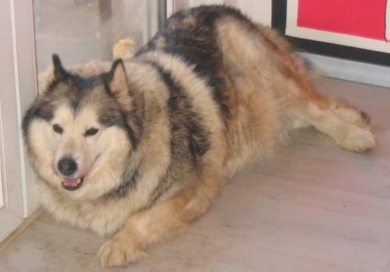 https://images.dog.ceo/breeds/malamute/n02110063_19390.jpg