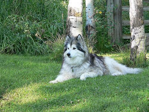 https://images.dog.ceo/breeds/malamute/n02110063_1994.jpg