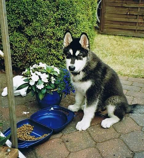 https://images.dog.ceo/breeds/malamute/n02110063_210.jpg