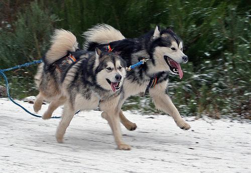 https://images.dog.ceo/breeds/malamute/n02110063_2850.jpg