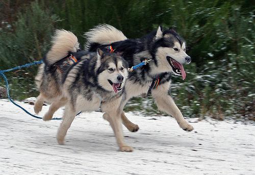 https://images.dog.ceo/breeds/malamute/n02110063_2850.jpg