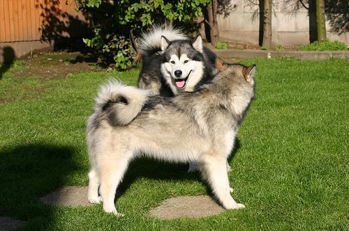 https://images.dog.ceo/breeds/malamute/n02110063_3670.jpg