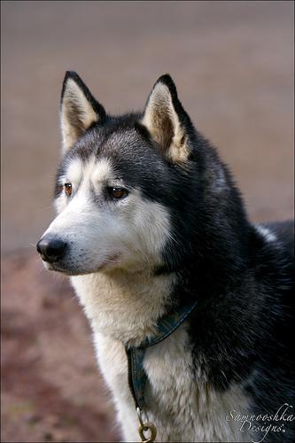 https://images.dog.ceo/breeds/malamute/n02110063_3853.jpg