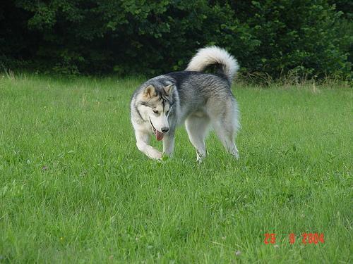 https://images.dog.ceo/breeds/malamute/n02110063_4302.jpg