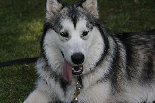 https://images.dog.ceo/breeds/malamute/n02110063_4873.jpg