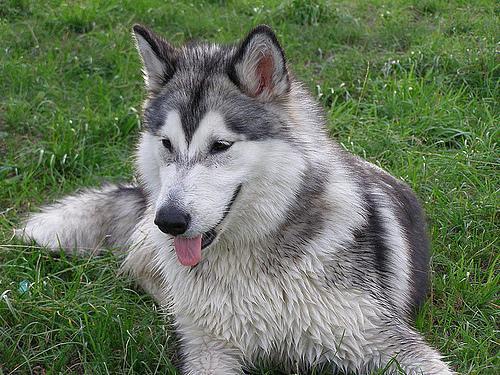 https://images.dog.ceo/breeds/malamute/n02110063_49.jpg