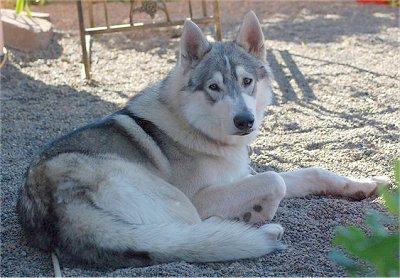 https://images.dog.ceo/breeds/malamute/n02110063_5828.jpg