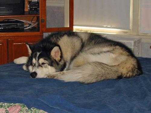 https://images.dog.ceo/breeds/malamute/n02110063_5829.jpg