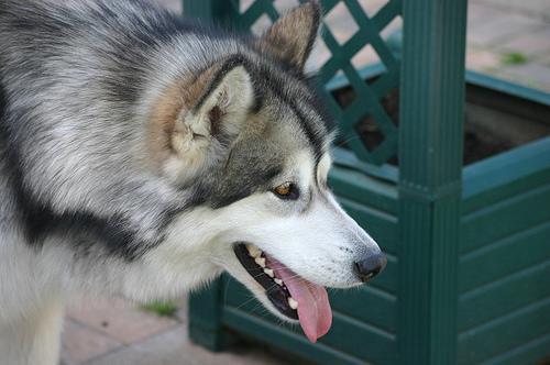 https://images.dog.ceo/breeds/malamute/n02110063_6083.jpg