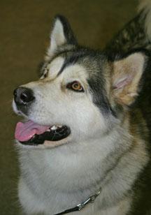 https://images.dog.ceo/breeds/malamute/n02110063_609.jpg