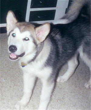 https://images.dog.ceo/breeds/malamute/n02110063_6276.jpg