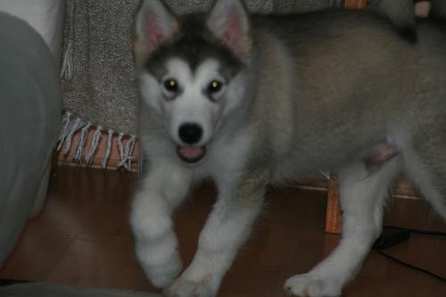 https://images.dog.ceo/breeds/malamute/n02110063_642.jpg